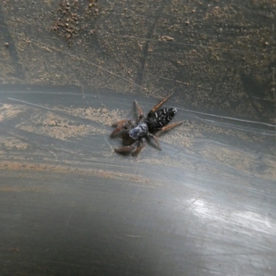 Holoplatys invenusta (Jumping spider) at Curtin, ACT - 27 Jan 2023 by arjay