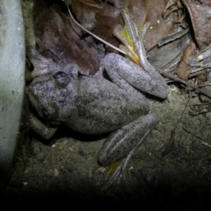 Litoria peronii at Curtin, ACT - 27 Jan 2023