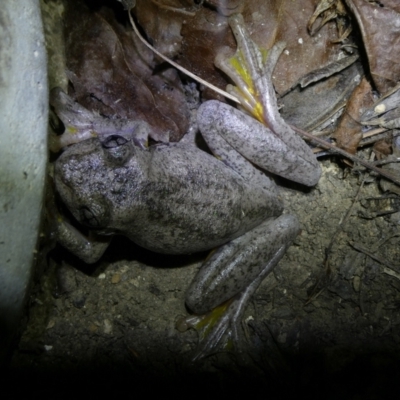 Litoria peronii (Peron's Tree Frog, Emerald Spotted Tree Frog) at Curtin, ACT - 27 Jan 2023 by arjay