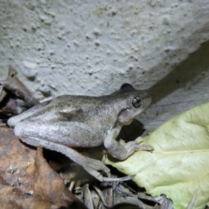 Litoria peronii at Curtin, ACT - 27 Jan 2023