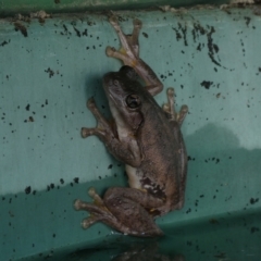 Litoria peronii at Curtin, ACT - 27 Jan 2023