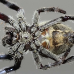 Hortophora sp. (genus) by TimL