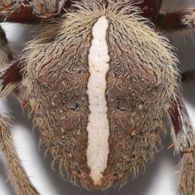 Hortophora sp. (genus) at  - suppressed by TimL