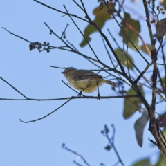 Smicrornis brevirostris (Weebill) at The Pinnacle - 26 Jan 2023 by MichaelWenke