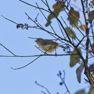 Smicrornis brevirostris at Hawker, ACT - 26 Jan 2023 08:22 AM