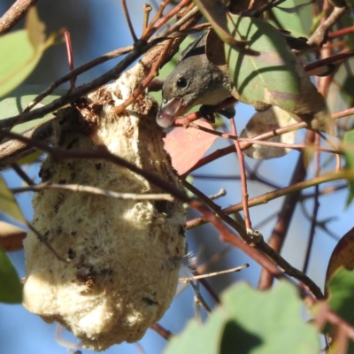 Dicaeum hirundinaceum (Mistletoebird) at Kambah, ACT - 27 Jan 2023 by HelenCross