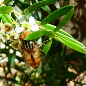 Eristalinus punctulatus at Belconnen, ACT - 28 Jan 2023 09:54 AM