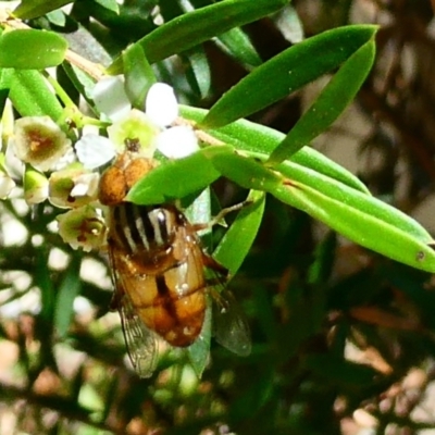 Eristalinus punctulatus (Golden Native Drone Fly) at Emu Creek - 27 Jan 2023 by JohnGiacon