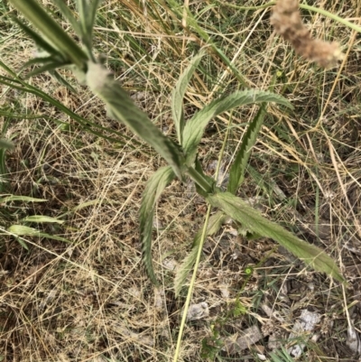 Verbena incompta (Purpletop) at Flea Bog Flat to Emu Creek Corridor - 26 Jan 2023 by JohnGiacon