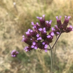 Verbena incompta at Belconnen, ACT - 26 Jan 2023 03:37 PM