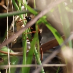 Calopompilus sp. (genus) (Spider wasp) at West Wodonga, VIC - 27 Jan 2023 by KylieWaldon