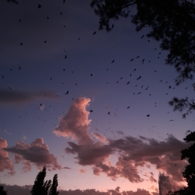 Pteropus poliocephalus (Grey-headed Flying-fox) at Parkes, ACT - 26 Jan 2023 by YumiCallaway