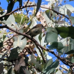 Acanthiza lineata (Striated Thornbill) at West Wodonga, VIC - 26 Jan 2023 by KylieWaldon