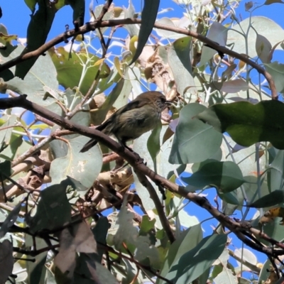 Acanthiza lineata (Striated Thornbill) at West Wodonga, VIC - 26 Jan 2023 by KylieWaldon