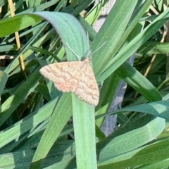 Scopula rubraria (Reddish Wave, Plantain Moth) at Aranda, ACT - 28 Jan 2023 by KMcCue