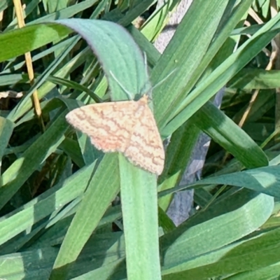 Scopula rubraria (Reddish Wave, Plantain Moth) at Aranda, ACT - 27 Jan 2023 by KMcCue