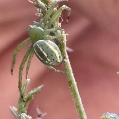 Lehtinelagia prasina at Braddon, ACT - 27 Jan 2023 05:31 PM