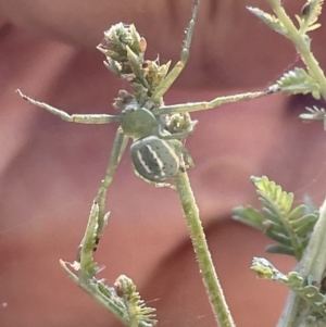 Lehtinelagia prasina at Braddon, ACT - 27 Jan 2023 05:31 PM