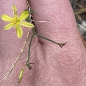 Tricoryne elatior at Yarralumla, ACT - 22 Jan 2023