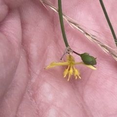 Tricoryne elatior at Yarralumla, ACT - 22 Jan 2023