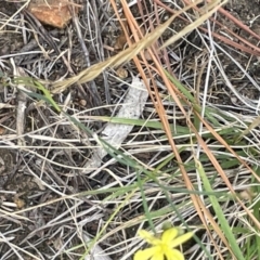 Tricoryne elatior at Yarralumla, ACT - 22 Jan 2023