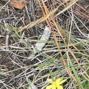 Tricoryne elatior at Yarralumla, ACT - 22 Jan 2023