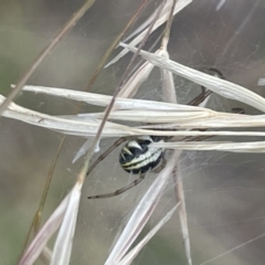 Phonognatha graeffei at Yarralumla, ACT - 22 Jan 2023