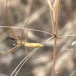 Tetragnatha sp. (genus) at Yarralumla, ACT - 22 Jan 2023