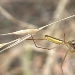 Tetragnatha sp. (genus) at Yarralumla, ACT - 22 Jan 2023 03:06 PM