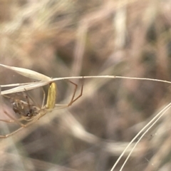 Tetragnatha sp. (genus) at Yarralumla, ACT - 22 Jan 2023 03:06 PM