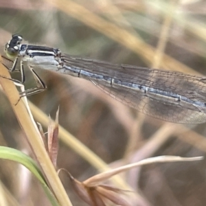 Ischnura heterosticta at Yarralumla, ACT - 22 Jan 2023 03:05 PM