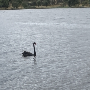 Cygnus atratus at Yarralumla, ACT - 22 Jan 2023