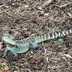 Intellagama lesueurii (Australian Water Dragon) at Yarralumla, ACT - 22 Jan 2023 by Hejor1