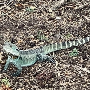 Intellagama lesueurii at Yarralumla, ACT - 22 Jan 2023