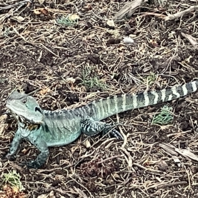 Intellagama lesueurii (Australian Water Dragon) at Yarralumla, ACT - 22 Jan 2023 by Hejor1