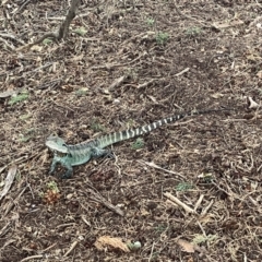 Intellagama lesueurii at Yarralumla, ACT - 22 Jan 2023