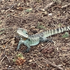 Intellagama lesueurii at Yarralumla, ACT - 22 Jan 2023