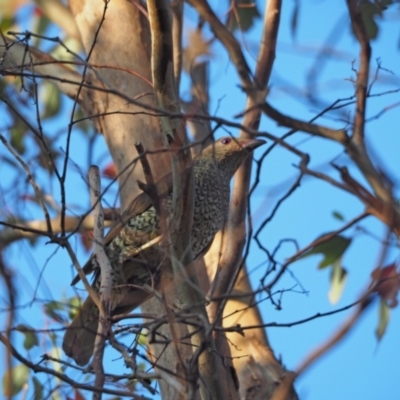 Ptilonorhynchus violaceus (Satin Bowerbird) at Woodstock Nature Reserve - 27 Jan 2023 by wombey