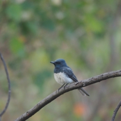 Myiagra rubecula (Leaden Flycatcher) at Coree, ACT - 28 Jan 2023 by wombey