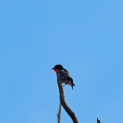 Dicaeum hirundinaceum (Mistletoebird) at Coree, ACT - 27 Jan 2023 by wombey