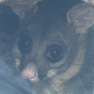 Trichosurus vulpecula at Forde, ACT - 27 Jan 2023