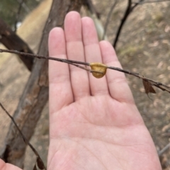 Araneae (order) (Unidentified spider) at Forde, ACT - 26 Jan 2023 by Hejor1