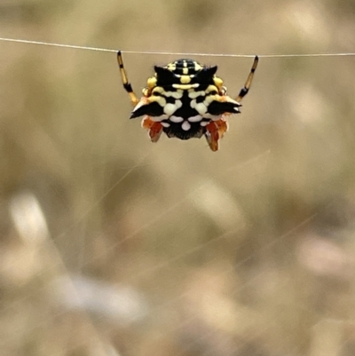 Austracantha minax (Christmas Spider, Jewel Spider) at Mulligans Flat - 26 Jan 2023 by Hejor1