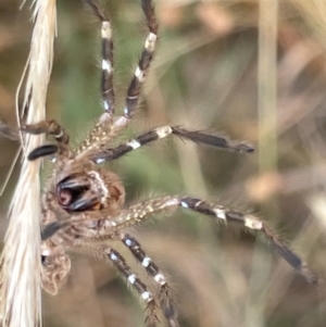 Neosparassus calligaster at Forde, ACT - 27 Jan 2023 10:41 AM