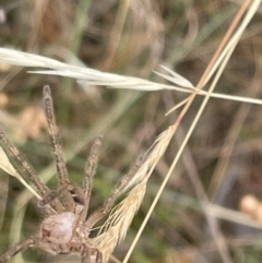 Neosparassus calligaster at Forde, ACT - 27 Jan 2023 10:41 AM