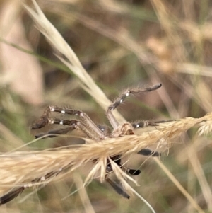 Neosparassus calligaster at Forde, ACT - 27 Jan 2023 10:41 AM