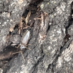 Elateridae sp. (family) (Unidentified click beetle) at Forde, ACT - 26 Jan 2023 by Hejor1