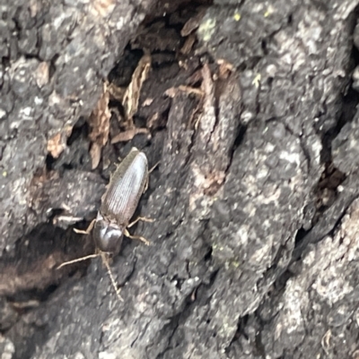 Elateridae sp. (family) (Unidentified click beetle) at Forde, ACT - 27 Jan 2023 by Hejor1