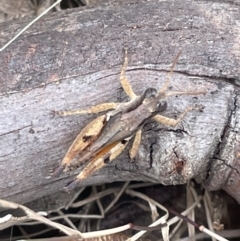 Phaulacridium vittatum (Wingless Grasshopper) at Mulligans Flat - 26 Jan 2023 by Hejor1