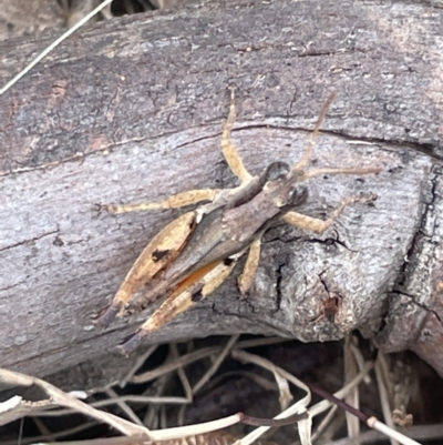 Phaulacridium vittatum (Wingless Grasshopper) at Forde, ACT - 27 Jan 2023 by Hejor1